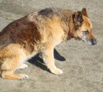 L&uacute;a - Berger Allemand (14 ans)