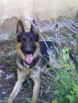 conan de bajdacam - Berger Allemand (3 ans)