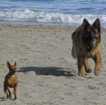 Quiara. - Berger Allemand (4 ans)