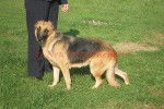 New Forest Kagura Dallas - Berger Allemand (6 ans)