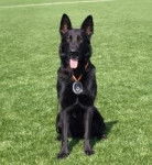 ron - Berger Allemand Mâle (1 an)