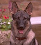 Ecron - Berger Allemand Mâle (4 mois)