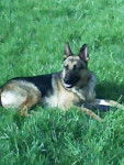 rex - Berger Allemand Mâle (4 ans)