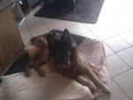 Billy - Berger Allemand M&acirc;le (14 ans)