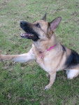 bulma - Berger Allemand (6 ans)