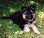 Noa - Berger Allemand (8 ans)