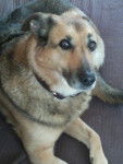 Vanille - Berger Allemand (9 ans)