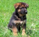 moo - Berger Allemand M&acirc;le (2 mois)