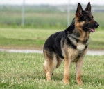 ayano - Berger Allemand (6 ans)