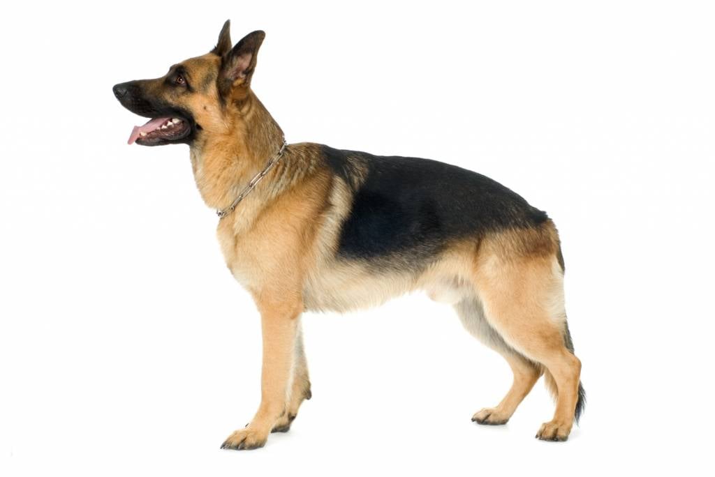 Le berger allemand, un chien très habile : Femme Actuelle Le MAG