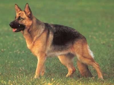 Annais - Berger Allemand