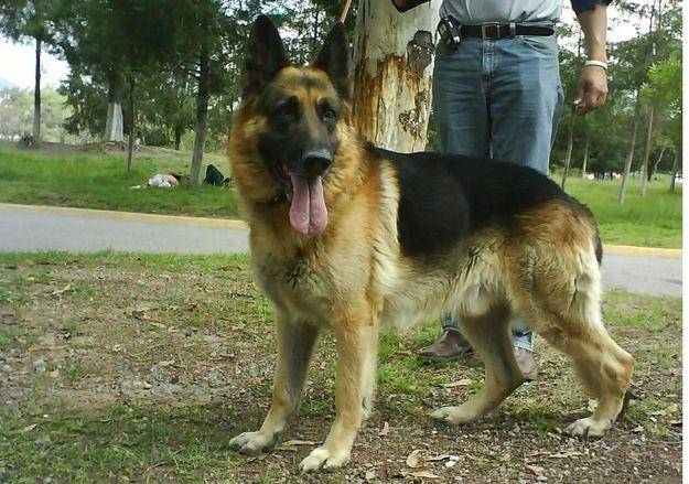 Loky - Berger Allemand Mâle (10 ans)