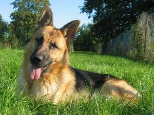 berger - Berger Allemand (3 ans)