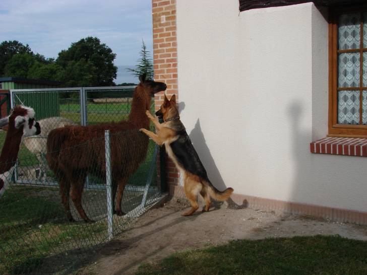 chanie - Berger Allemand (11 mois)