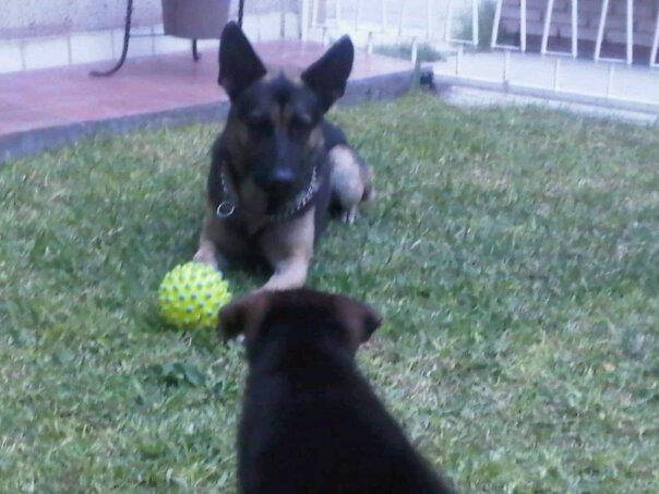 max y lola - Berger Allemand Mâle (2 ans)