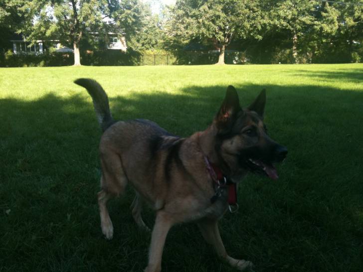 Shiva - Berger Allemand (5 ans)