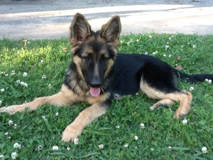 gypsy - Berger Allemand (6 mois)