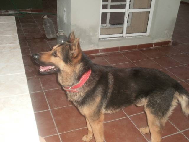 Mencey - Berger Allemand Mâle (5 ans)