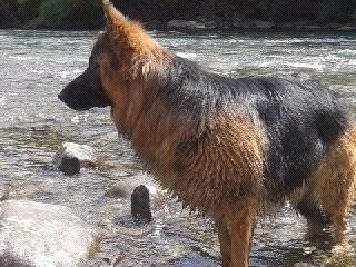 tuenti - Berger Allemand Mâle (2 ans)
