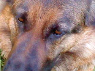 Jena - Berger Allemand (7 ans)