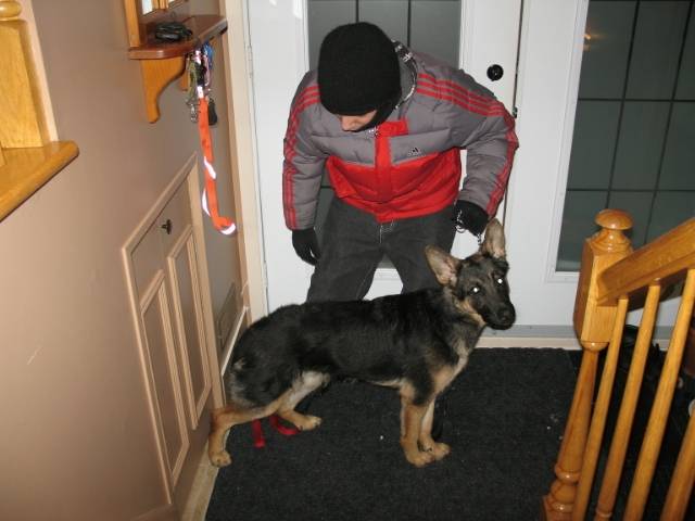 daysi - Berger Allemand (10 mois)