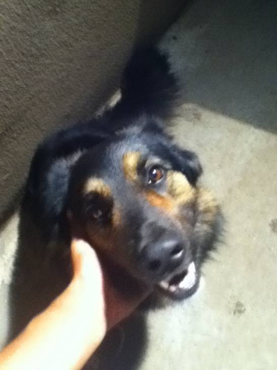 Rambo - Berger Allemand Mâle (3 ans)