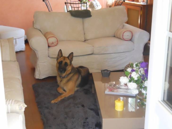 bonbon - Berger Allemand (6 mois)