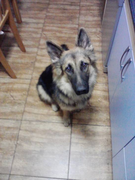 Boira - Berger Allemand (2 ans)