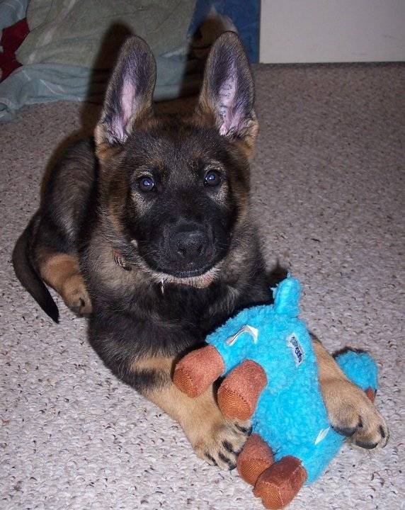 Baby Caden - Berger Allemand Mâle (2 ans)