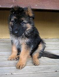 ambar! - Berger Allemand (3 mois)