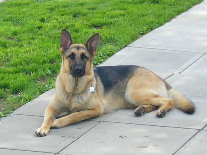 soukie - Berger Allemand (2 ans)