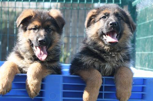 Shadow y Rex - Berger Allemand Mâle