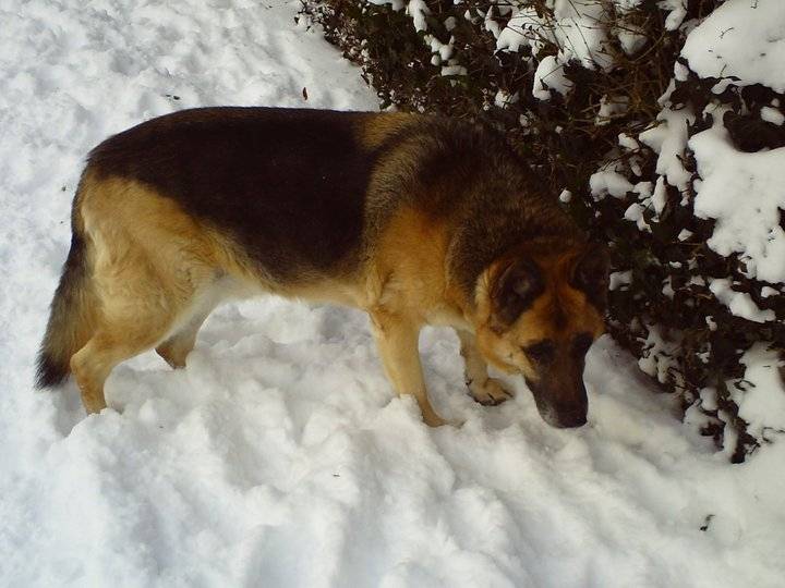 Rex - Berger Allemand Mâle (14 ans)