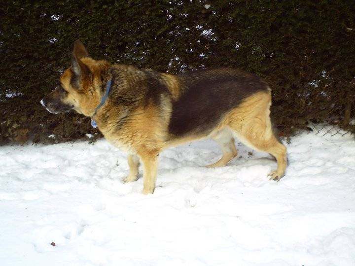 Rex - Berger Allemand Mâle (14 ans)