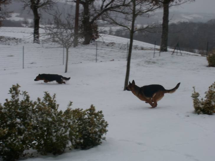 Belle et Lilou qui se courent après dans la neige - Berger Allemand (5 ans)