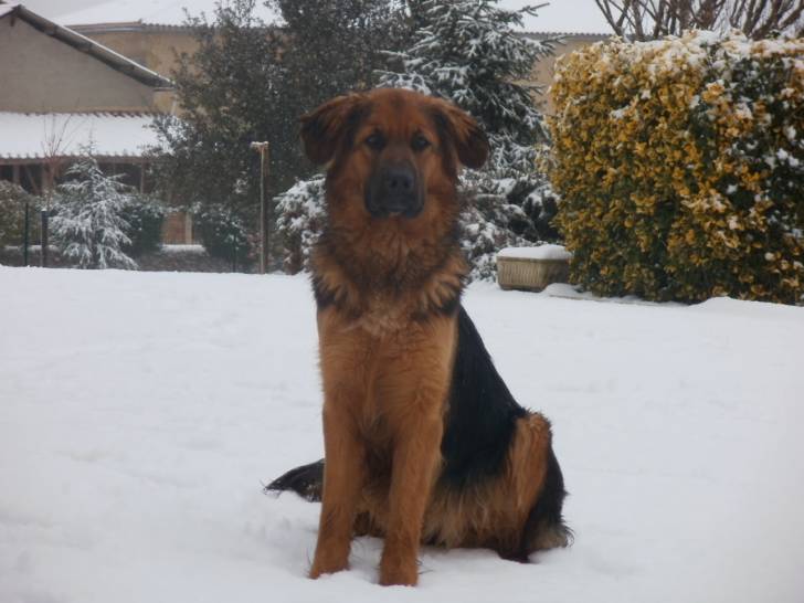Lilou - Berger Allemand (1 an)