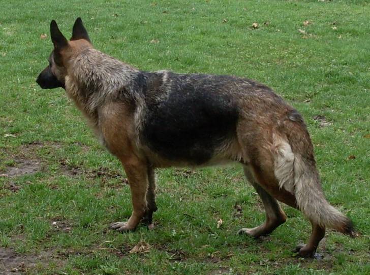 rage - Berger Allemand (6 ans)