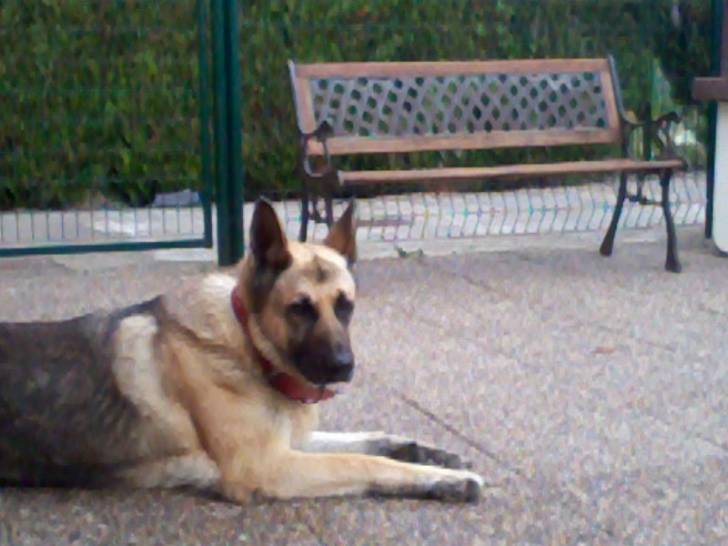 Mabrouka - Berger Allemand (11 ans)