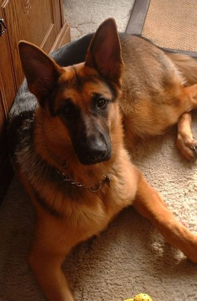 milly - Berger Allemand (2 ans)