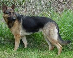 jazz - Berger Allemand (2 ans)