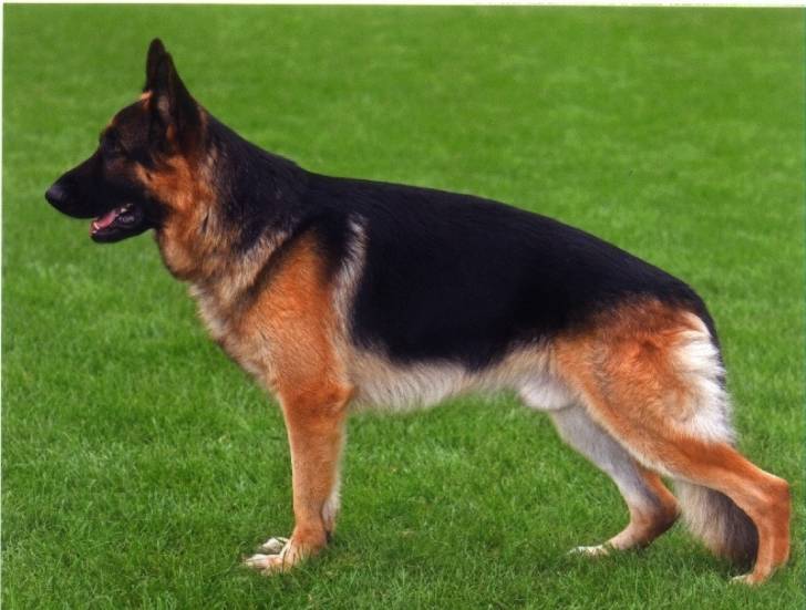 black - Berger Allemand Mâle (Autre)