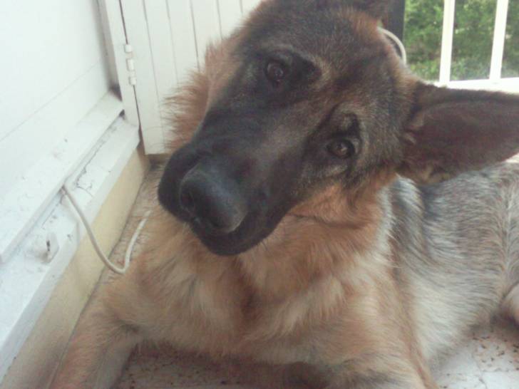 Fidji - Berger Allemand (2 ans)