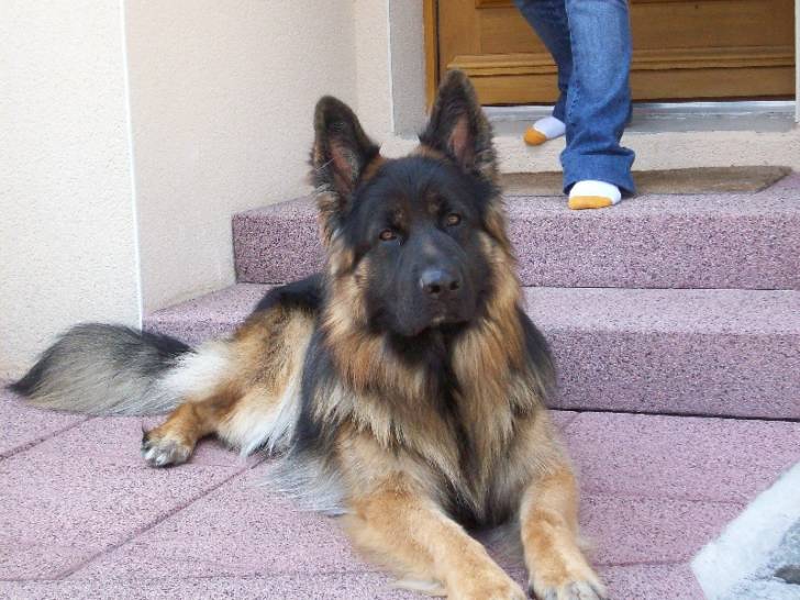 Roxie - Berger Allemand (4 ans)