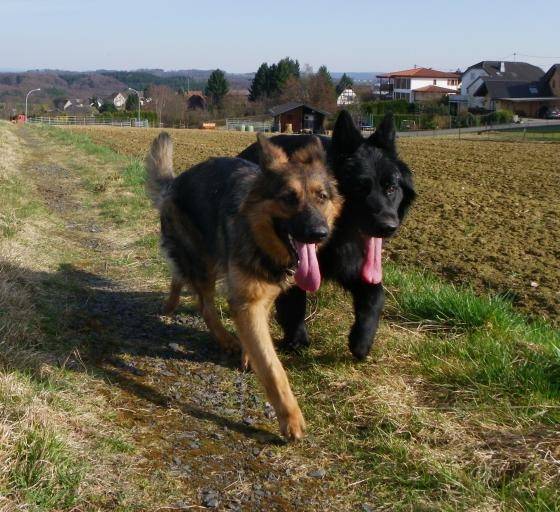 Beeting et Sam - Berger Allemand Mâle (2 ans)