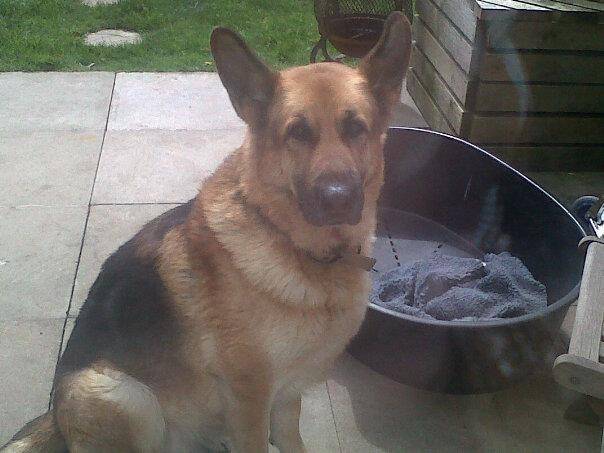 zeus waiting for his din dins - Berger Allemand Mâle (7 ans)