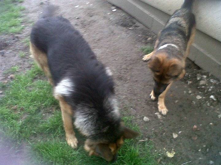 Kiler & Dora - Berger Allemand (1 an)