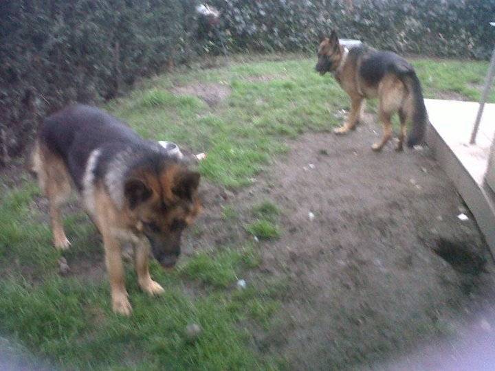 Kiler & Dora - Berger Allemand (1 an)