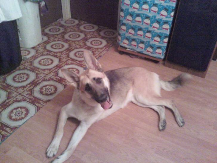 lady - Berger Allemand (1 an)