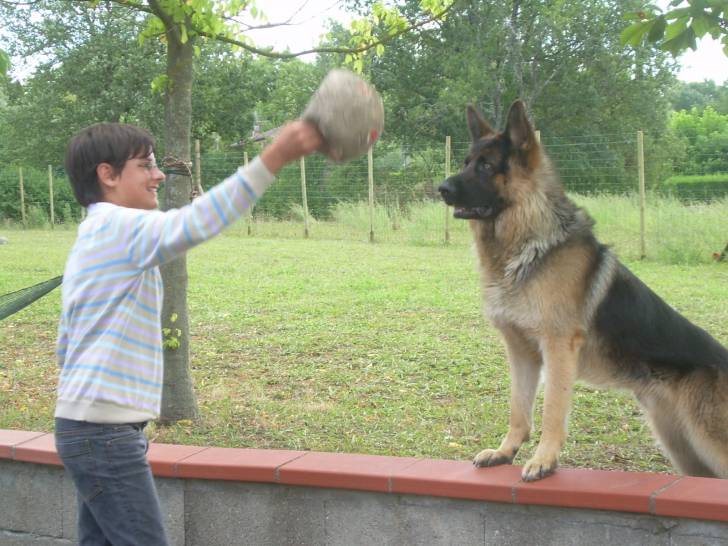 Durkan - Berger Allemand Mâle (2 ans)