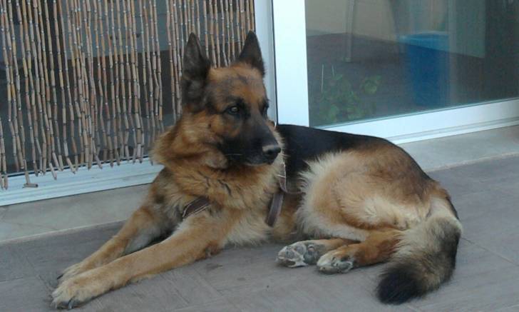 Yanco - Berger Allemand Mâle (5 ans)